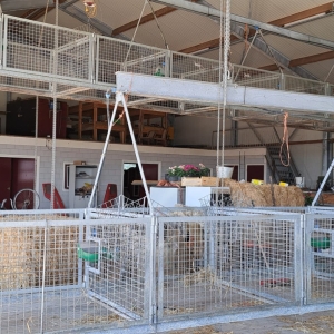 Schapen-kraamhokken (2)